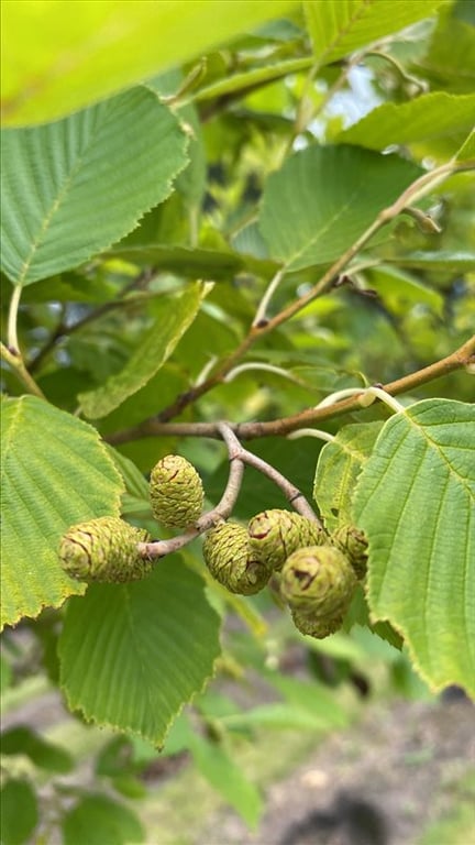 Alnus incana