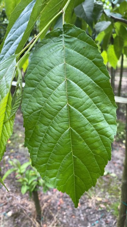 Alnus spaethii