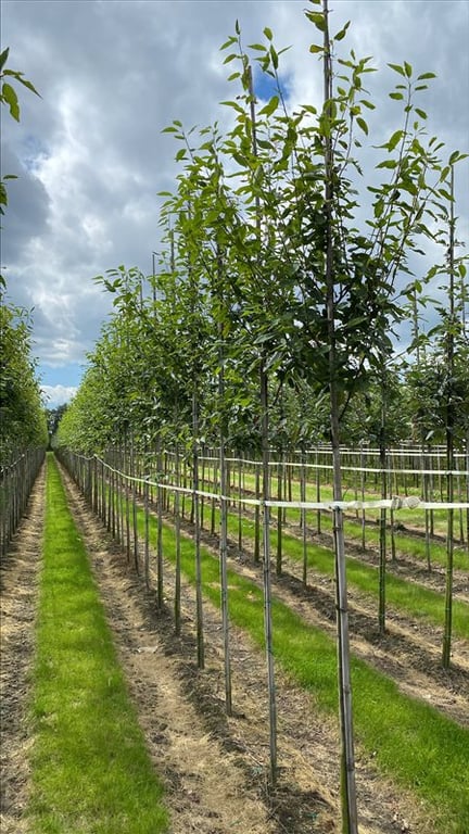 Amelanchier arborea ‘Robin Hill’