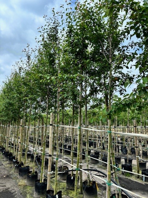Amelanchier laevis ‘R.J. Hilton’