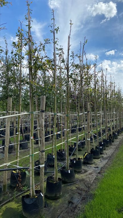 Amelanchier laevis ‘Snowflakes’