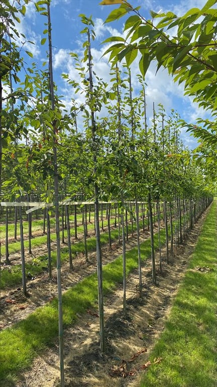Amelanchier lamarckii