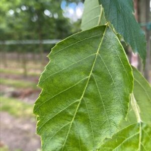 Betula nigra