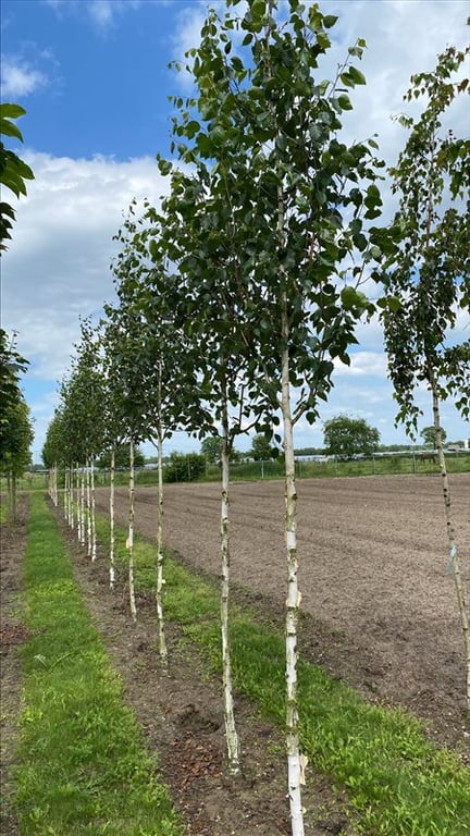 Betula utilis ‘Doorenbos’