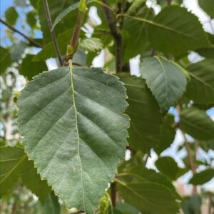 Betula utilis ‘Doorenbos’