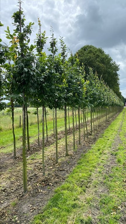 Carpinus bet. ‘Lucas’