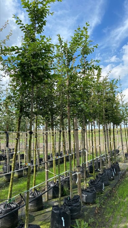Carpinus betulus