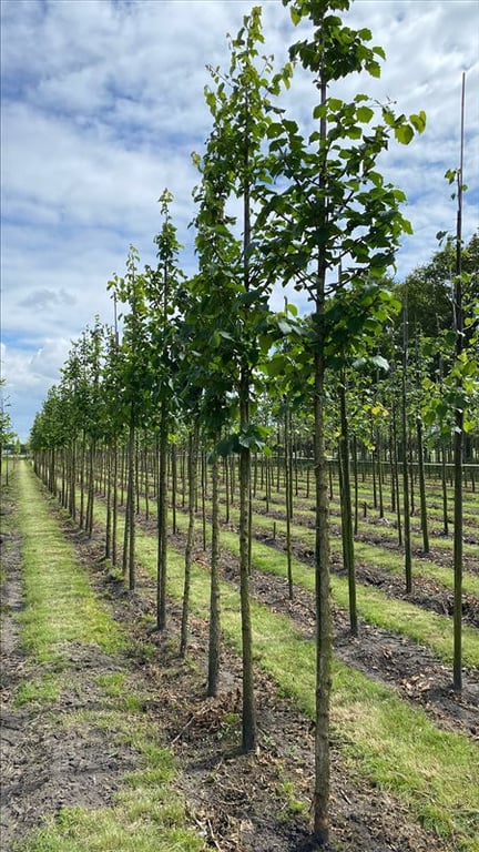 Corylus colurna