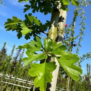 Crataegus laevigata