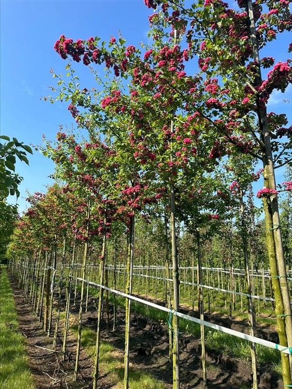 Crataegus media ‘Paul’s Scarlet’