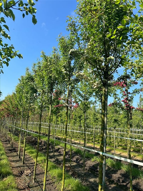Crataegus monogyna ‘Stricta’
