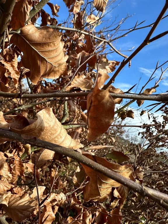Fagus sylvatica