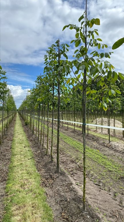 Fraxinus e. ‘Westhof’s Glorie’