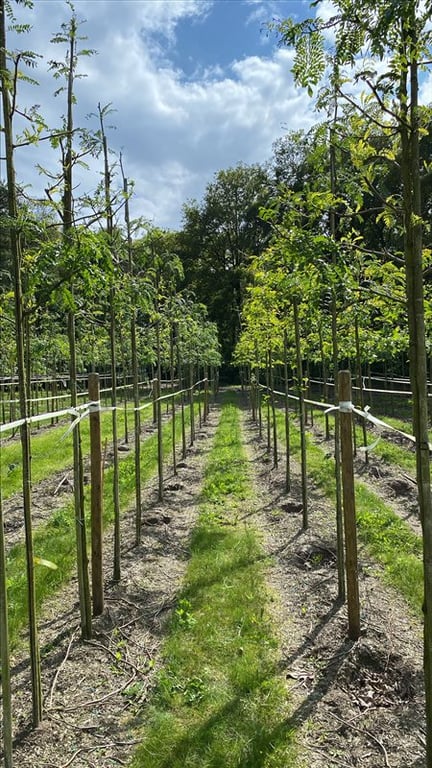 Gleditsia triac. ‘Sunburst’
