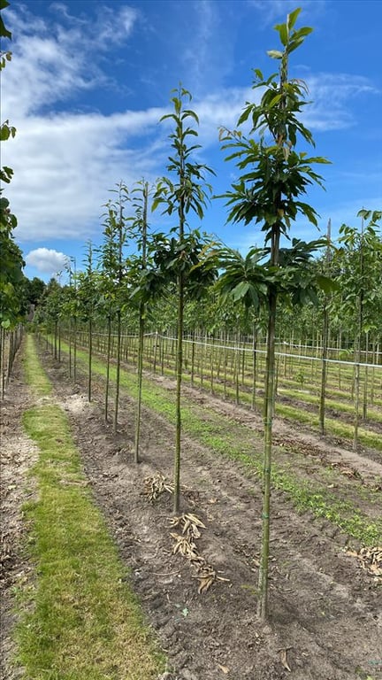 Juglans regia