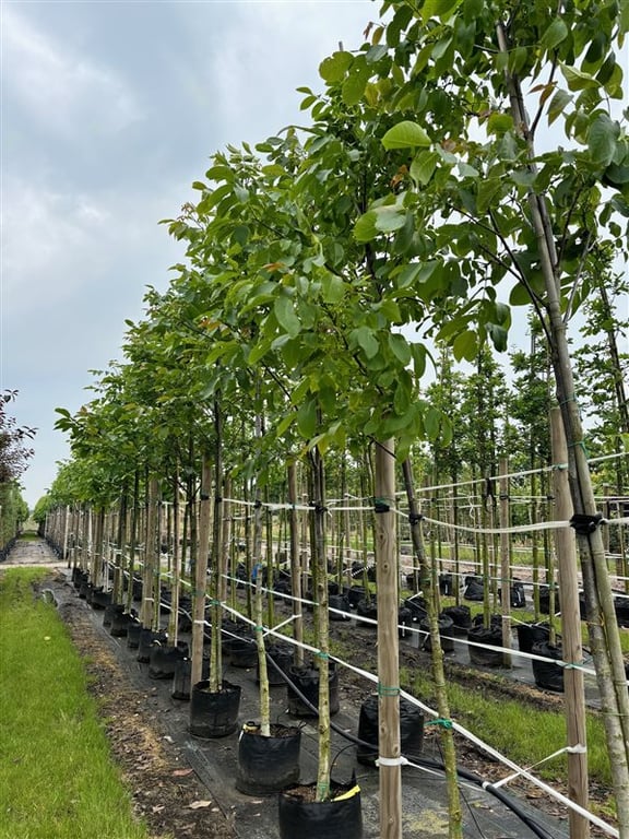 Juglans regia