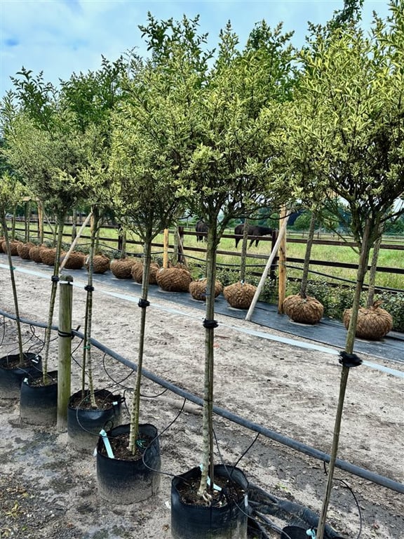 Ligustrum j . ‘Silver Queen’