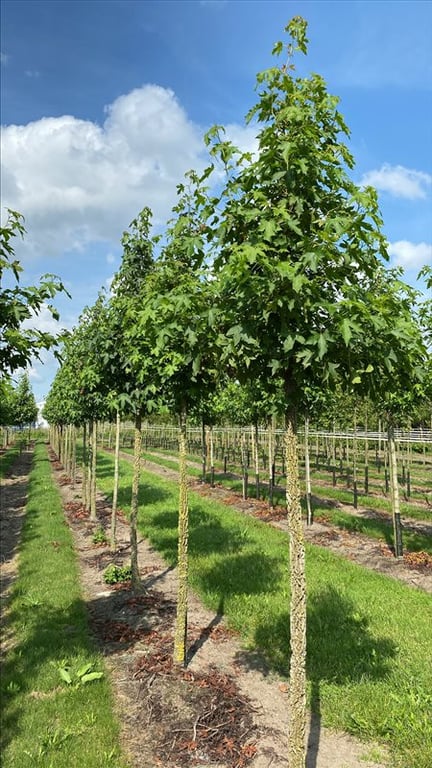 Liquidambar s. ‘Kuijck Garden’