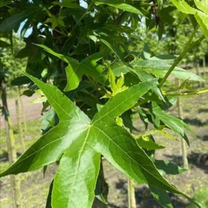 Liquidambar s. ‘Worplesdon’