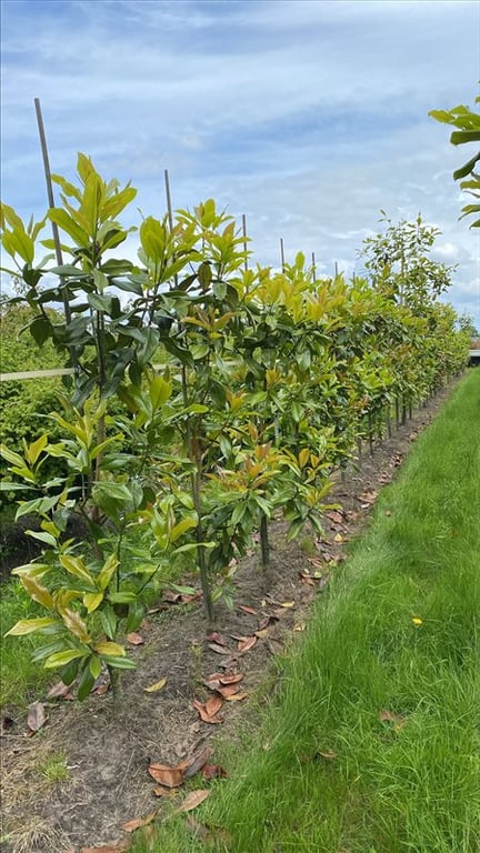 Magnolia grandiflora