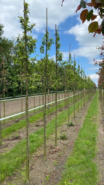 Malus baccata ‘Street Parade’