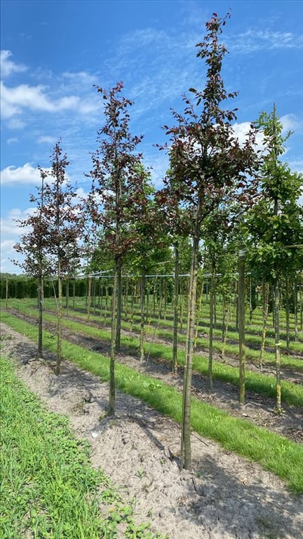 Malus ‘Directeur Moerlands’