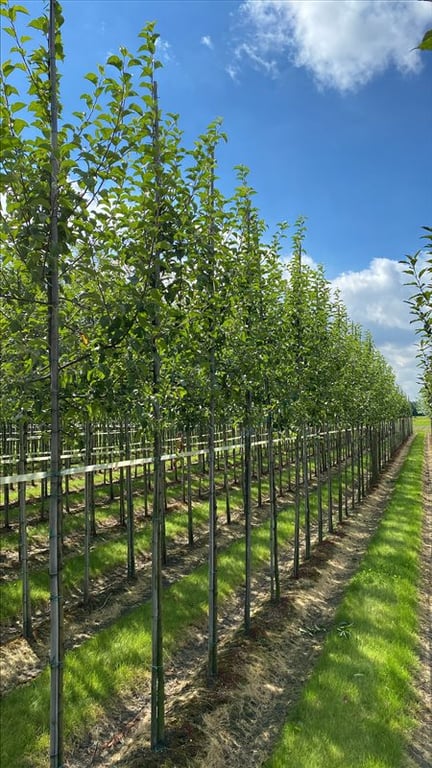 Malus ‘Evereste’
