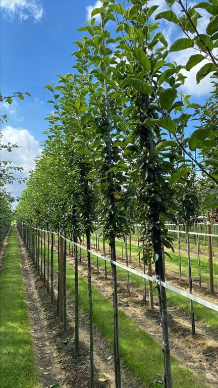 Malus ‘Golden Hornet’