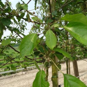Malus ‘Hyslop’