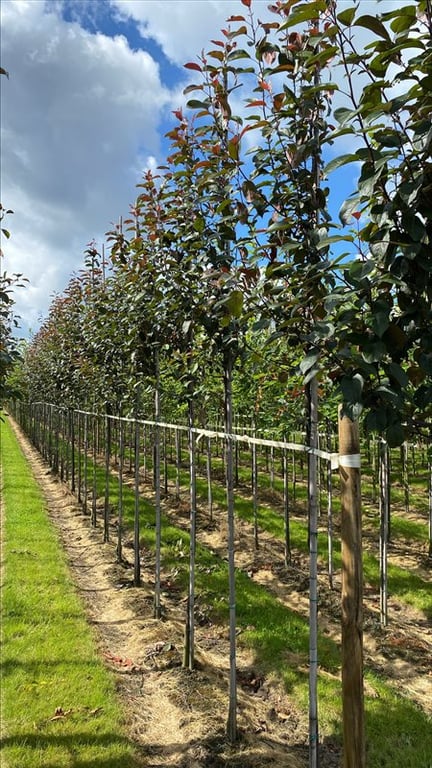 Malus ‘Mokum’