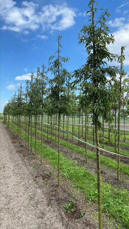 Malus toringo ‘Brouwers Beauty’