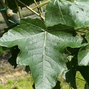 Populus alba