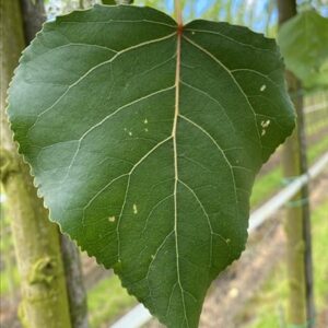 Populus can. ‘Robusta’