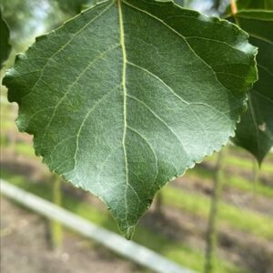 Populus nigra ‘Italica’