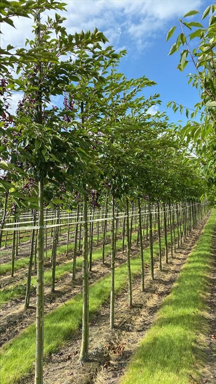 Prunus ‘Accolade’