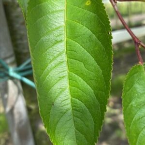 Prunus ‘Accolade’