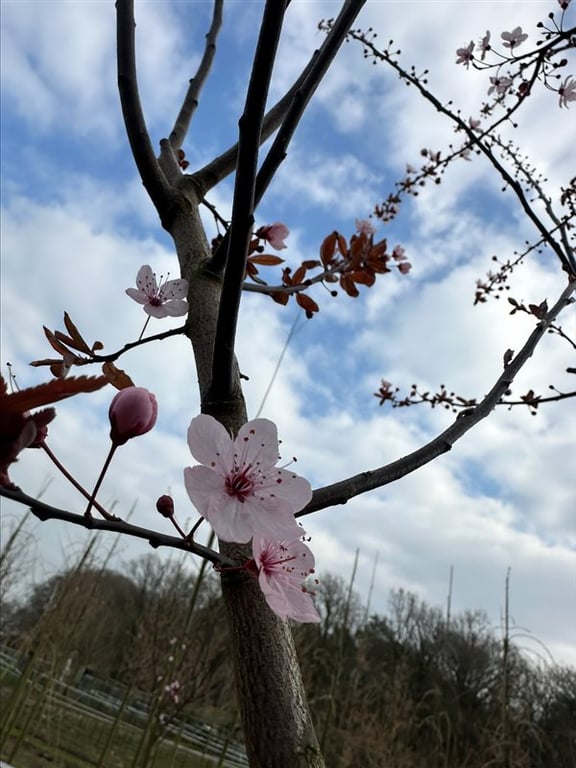 Prunus cer. ‘Nigra’