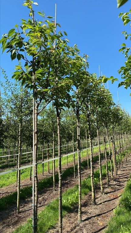 Prunus ser. ‘Ukon’