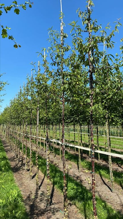 Prunus serrula