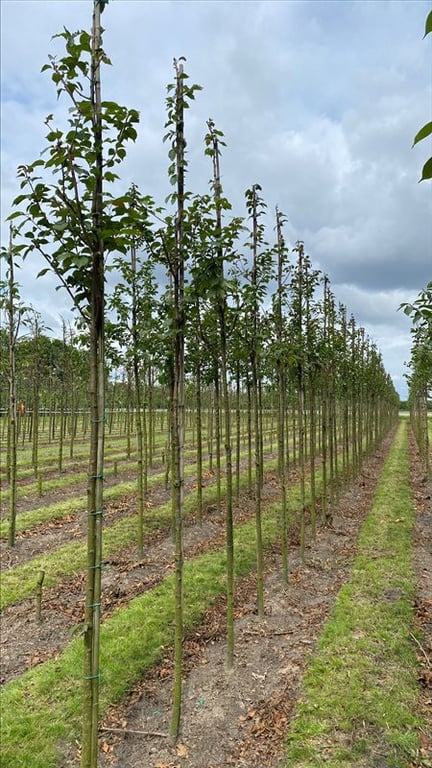 Prunus ‘Spire’