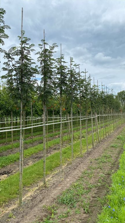 Sorbus auc. ‘Sheerwater Seedling’