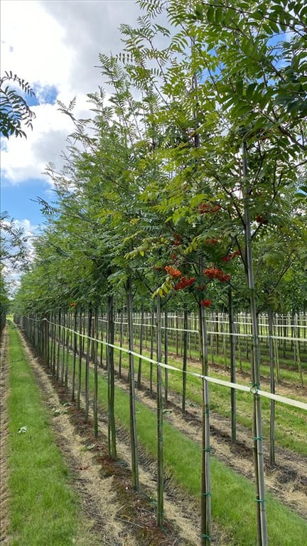 Sorbus aucuparia