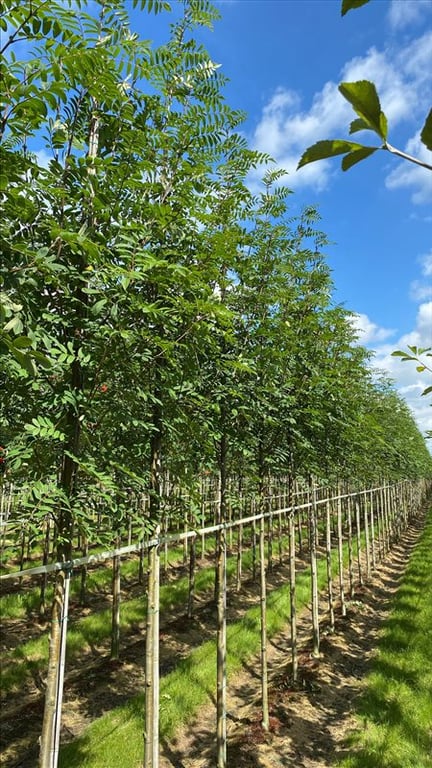 Sorbus aucuparia edulis