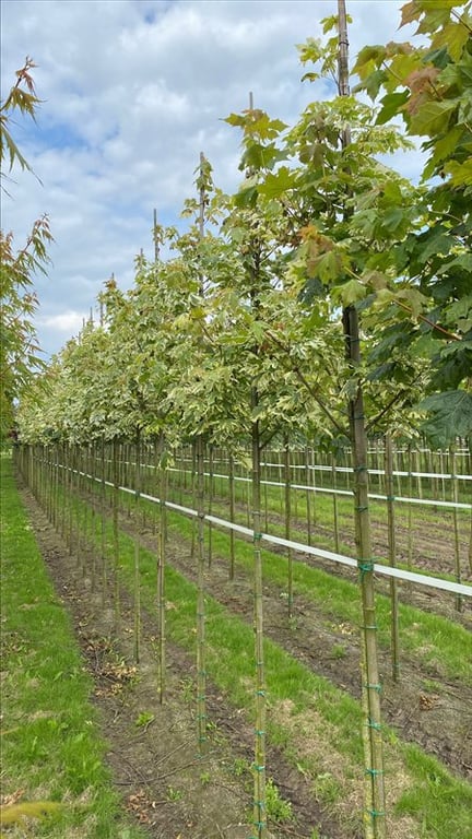 Acer plat. ‘Drummondii’