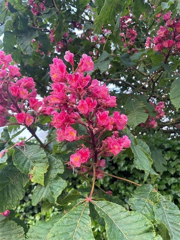 Aesculus carnea ‘Briotii’