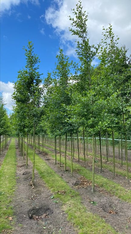 Alnus glutinosa