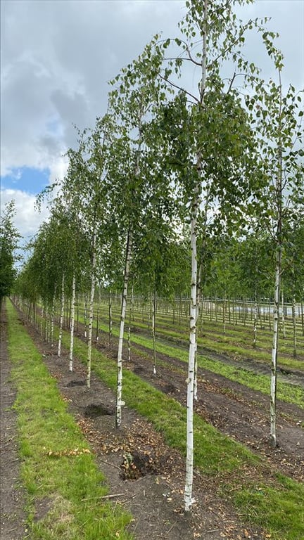 Betula p. ‘Tristis’