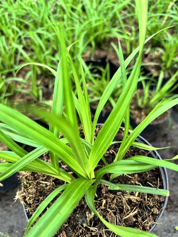 Carex morrowii ‘Irish Green’