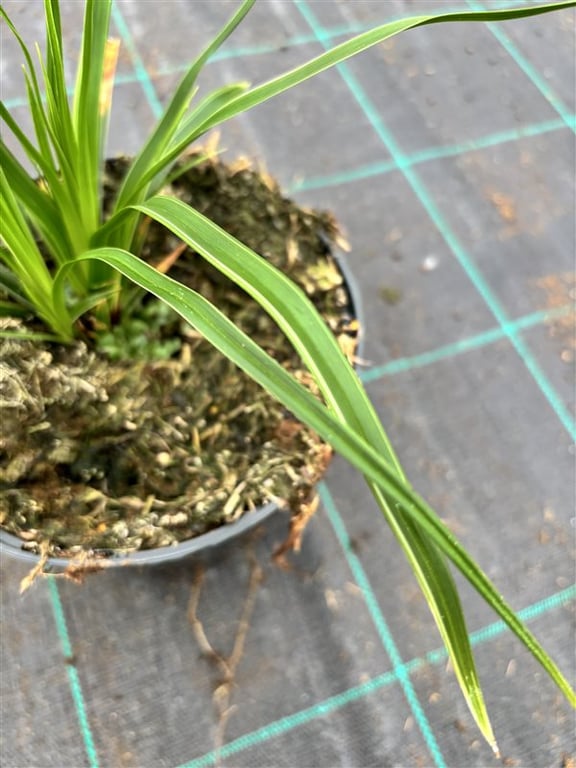 Carex morrowii ‘Variegata’