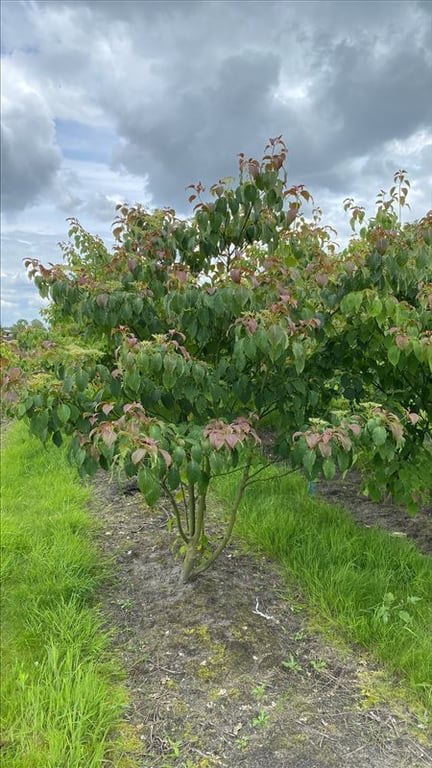 Cornus controversa